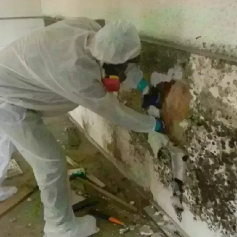 Mold Remediation and Removal in Earlham, IA